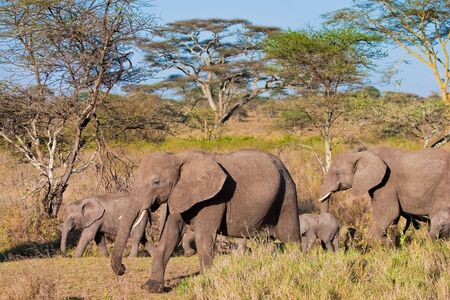 Elephant family crossing the brown riverの写真素材