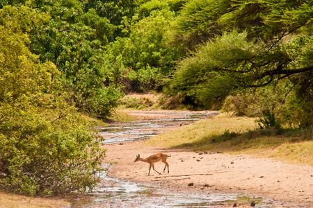 Impale antelope crossing an almost dry riverの写真素材