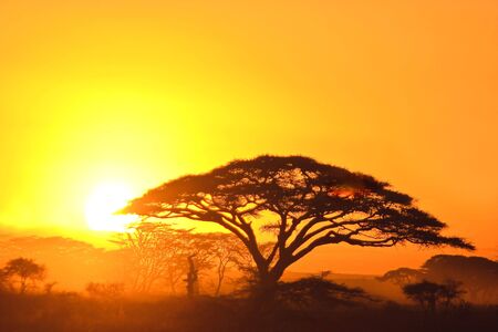 Sunset in the serengeti with beautiful colorsの写真素材