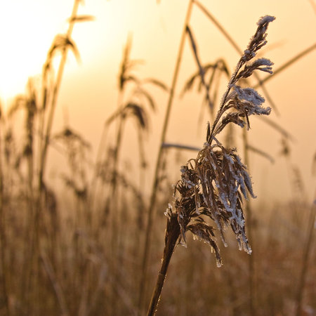 Winter landscape of reed on a foggy day with frost
