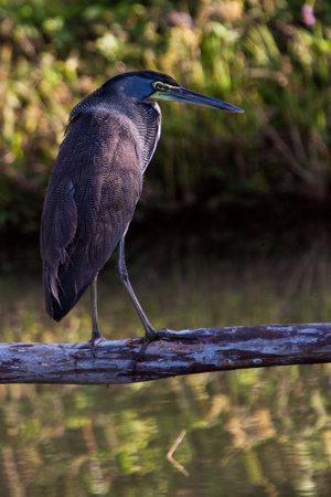 Tiger-heron bird sitting ona branch above the waterの写真素材