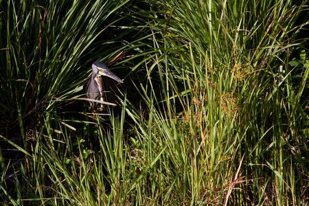 Tiger-heron bird sitting between the grass near the waterの写真素材