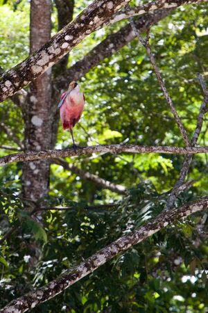 Roseate spoonbill bird sitting on an branch in a treeの写真素材