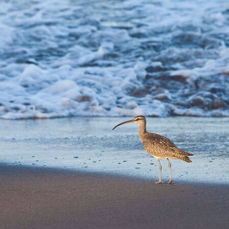 Eurasian Curlew bird walking in the surf of the oceanの写真素材
