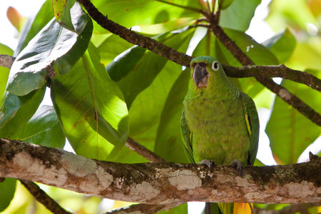 Yellow-naped parrot bird sitting on a branch in the tree