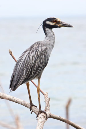 Yellow-crowned night heron bird sitting on a branch above waterの写真素材