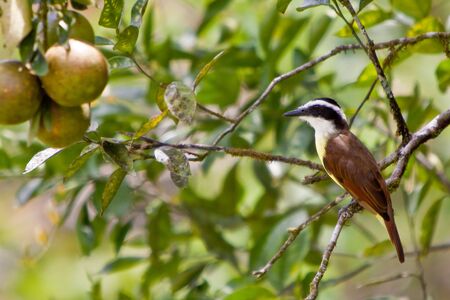 Great kiskadee bird sitting on a branch in a treeの写真素材