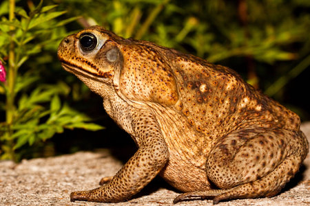 Big brown toad sitting on the ground