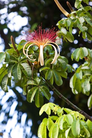 Beautiful red flower of a tree in the jungleの写真素材