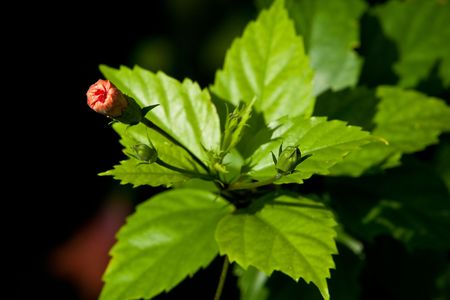beautiful colorful tropical hibiscus flower bud lit by the sunの写真素材