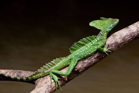 Jesus crist lizard sitting on a branch above waterの写真素材