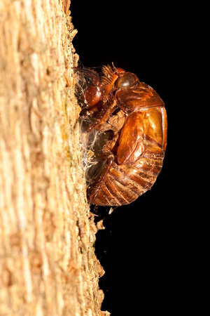 Dead corps of  a beetle on a tree trunk