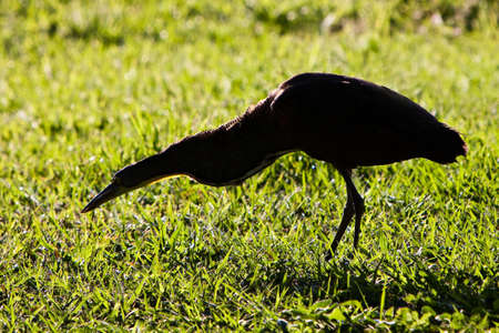 Tiger-heron bird walking on the grass with backlightの写真素材