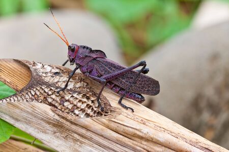 closeup of a purple  grasshopper on a banana leafの写真素材