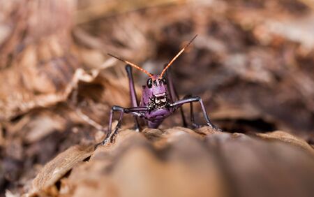 closeup of the head of a purple grasshopperの写真素材
