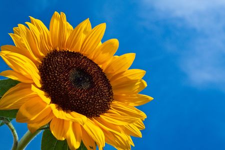 Close-up of sun flower against a blue skyの写真素材