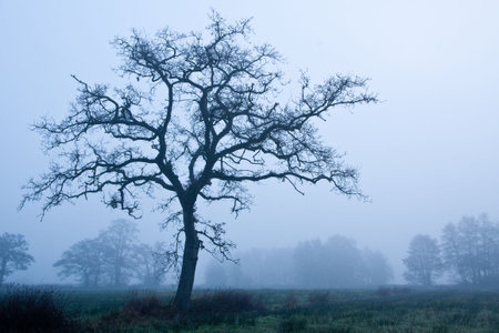 Tree in an early morning mist in winter