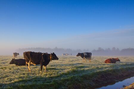 Cows in a grassland at an early winter morningの写真素材