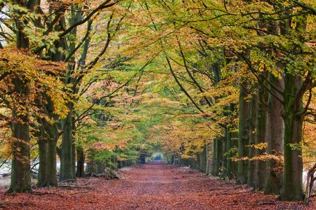 Sand lane with trees on a sunny day in autumnの写真素材