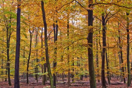 Forest with trees on a sunny day in autumnの写真素材