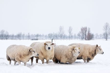 sheep in a cold white winter landscapeの写真素材