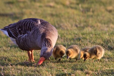 white-fronted goose with youngsters in a grasslandの写真素材