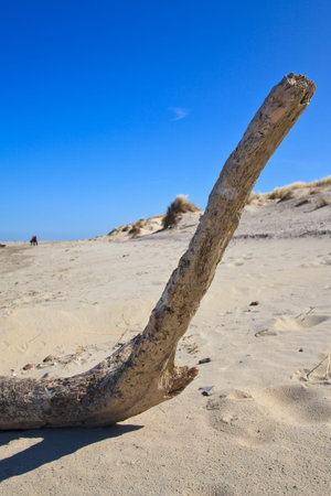 Branch of a tree on the beach on a sunny dayの写真素材