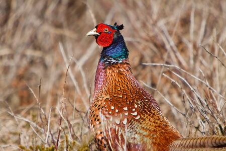Pheasant male bird in a dunes landscapeの写真素材
