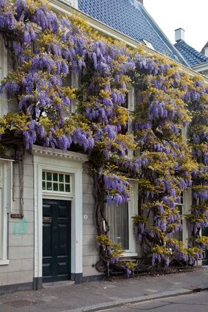 wisteria climbing flower on the front of a houseの写真素材