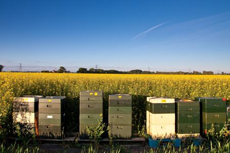 Field with yellow rapeseed flowers in springの写真素材
