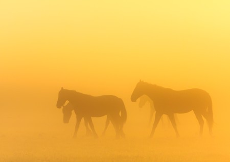 Morning mist with horses in a farmlandの写真素材