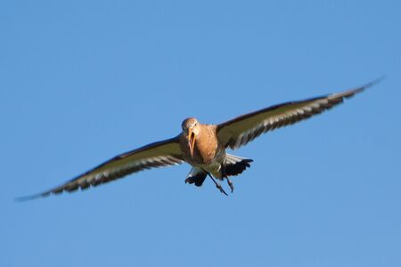Black-tailed Godwit bird flying in the skyの写真素材