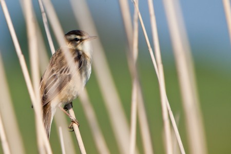 Pipit bird in the reed in close-upの写真素材