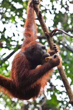 Young female orang utan hanging in a treeの写真素材