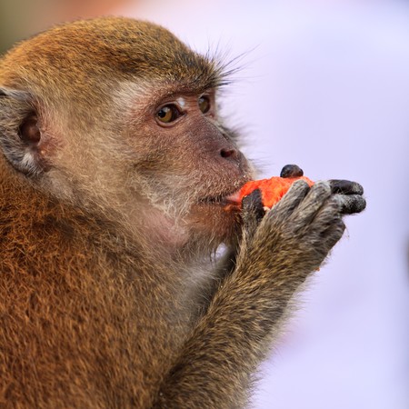 Close up of a macaque monkey eating fruitの写真素材