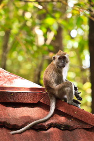 Macaque monkey sitting on a roof topの写真素材