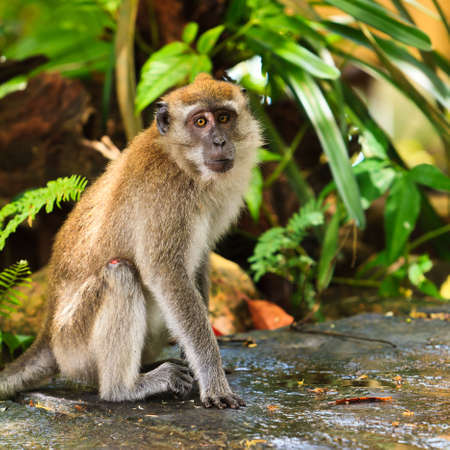 Curious macaque monkey sitting on the groundの写真素材
