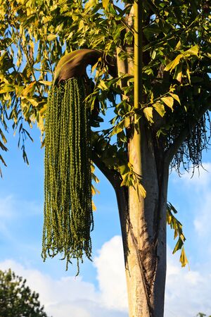 Flower blossom in a tree in Malaysiaの写真素材