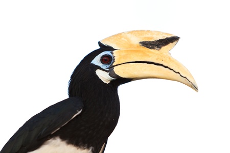 Palawan hornbill bird in close up isolated on whiteの写真素材