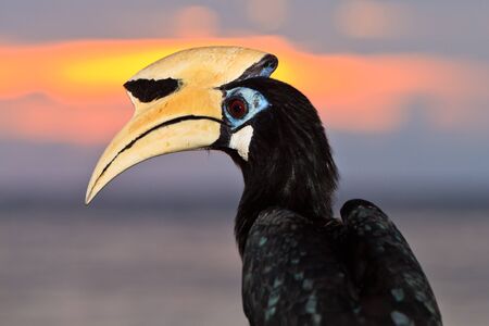 Palawan hornbill bird in close up at sunsetの写真素材