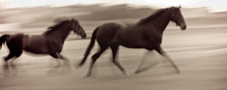 At high speed running horses in a farmland