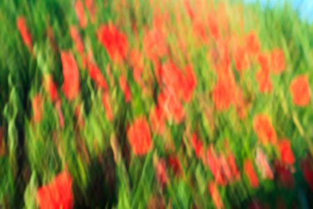 Artistic impression of a red flower fieldの写真素材