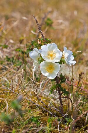 Beautiful white dune rose flower in springの写真素材