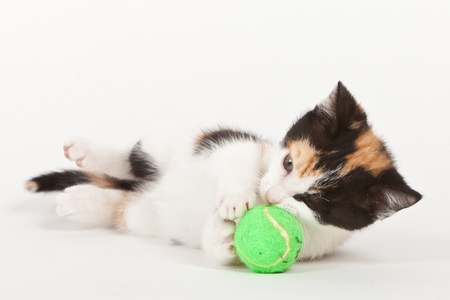 Young cat playing with ball isolated on whiteの写真素材