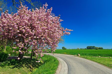 Pink cherry tree blossom in spring timeの写真素材