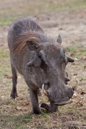 African warthog on his knees searching for foodの写真素材