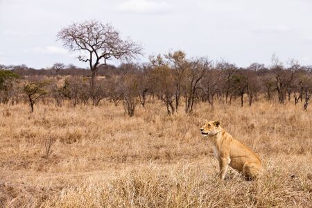 Female lion sitting in the grass in close upの写真素材