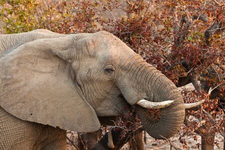Elephant eating leaves from a tree at sunsetの写真素材