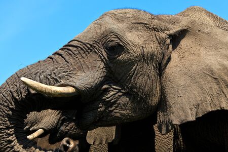 Close up of a young elephants headの写真素材