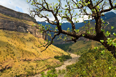 Tree with a mountain landscape  in the backの写真素材